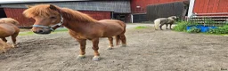 Island hästar till salu: Drömtöltare - Annons 2