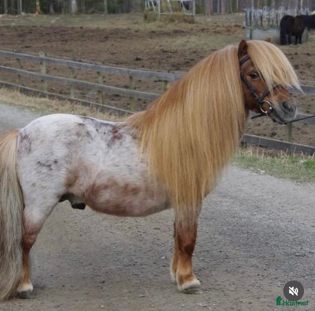 Övrigt hästar till salu: Supersöt mini! i Västra Tunhem - Annons 2