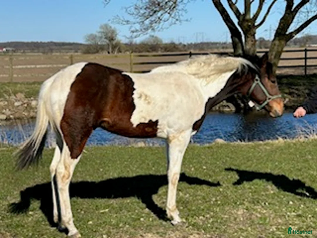Western hästar till salu: Blixten - Annons 1