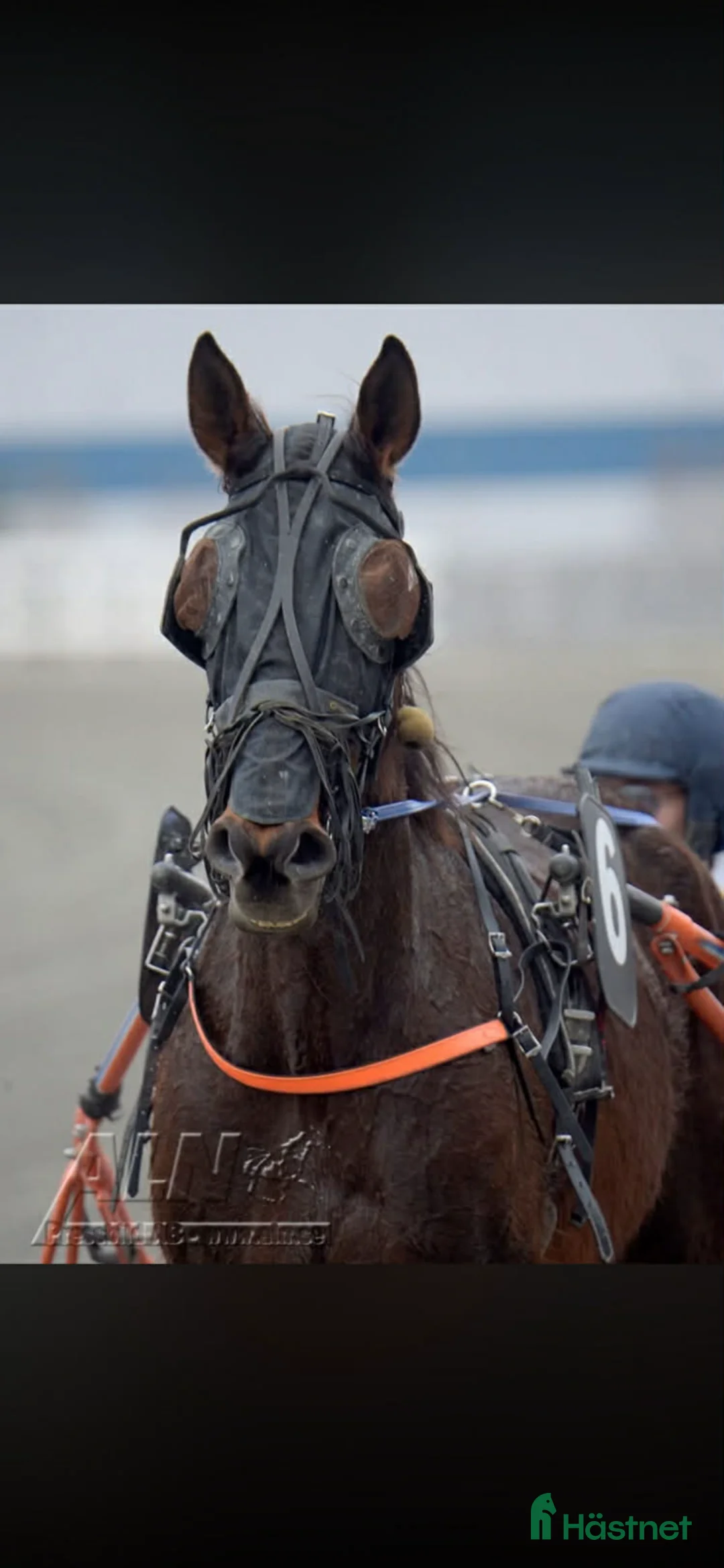 Western hästar till salu: Starthäst/hobbyhäst - Annons 2