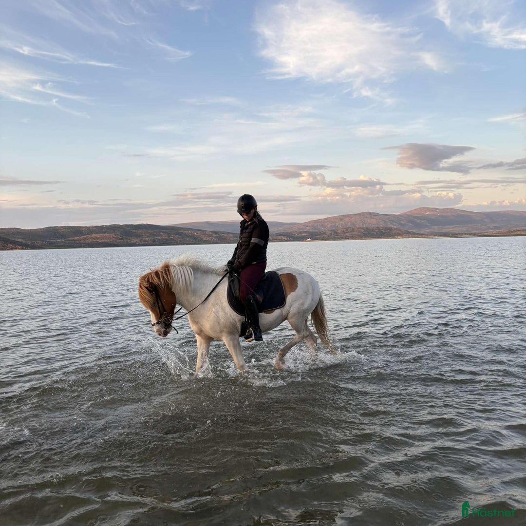  hästjobb finnes: hästskötare finnes i Bagarmossen - Annons 3