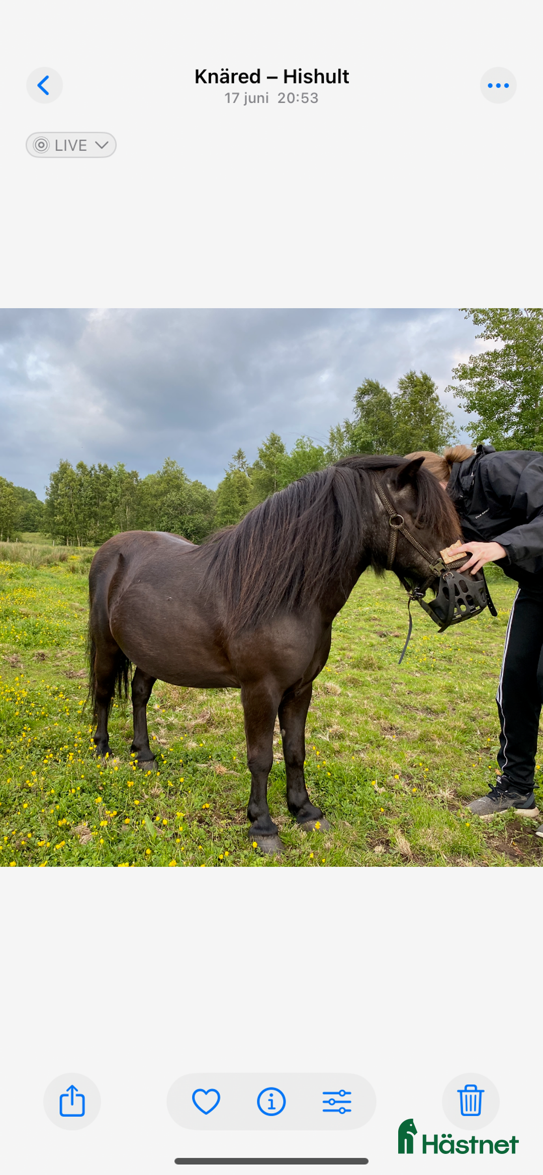 Sällskap hästar till salu: Två Solstrålar som sällskap/ ev hobbyridning i Laholm - Annons 3
