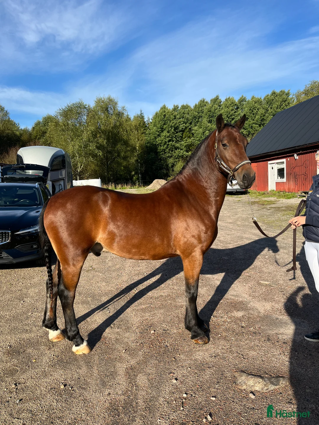 Dressyr hästar till salu: Svenskfödd Welsh cob - Annons 2