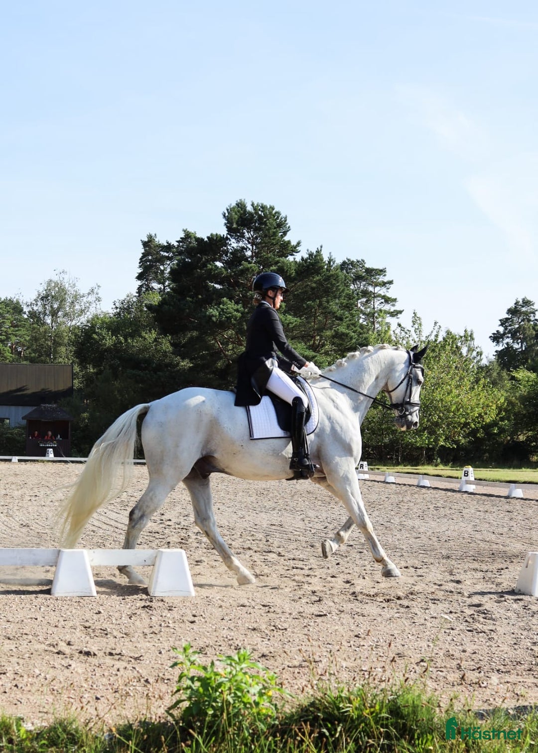 Dressyr hästar till salu: Läromästare dressyr  i Kågeröd - Annons 2