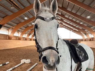 hästar Eddie söker sin nya bästavän! - Annons 7