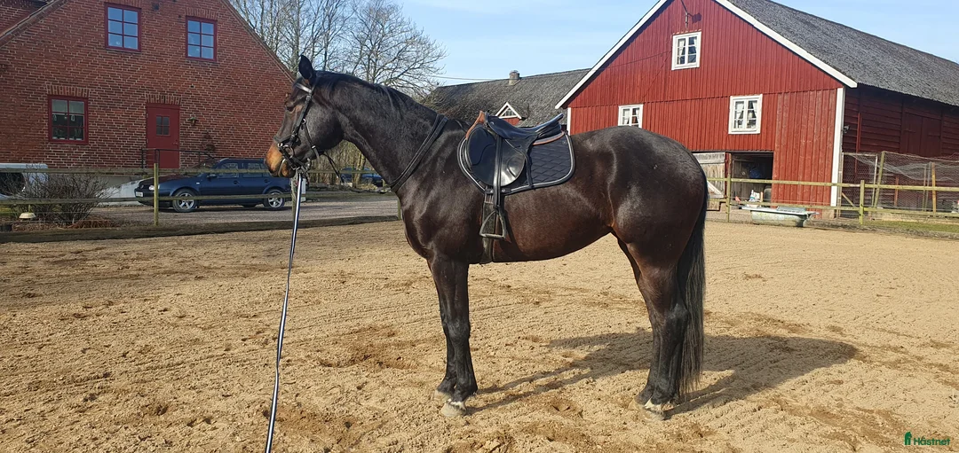 Hoppning hästar till salu: Blivande stjärna - Annons 2