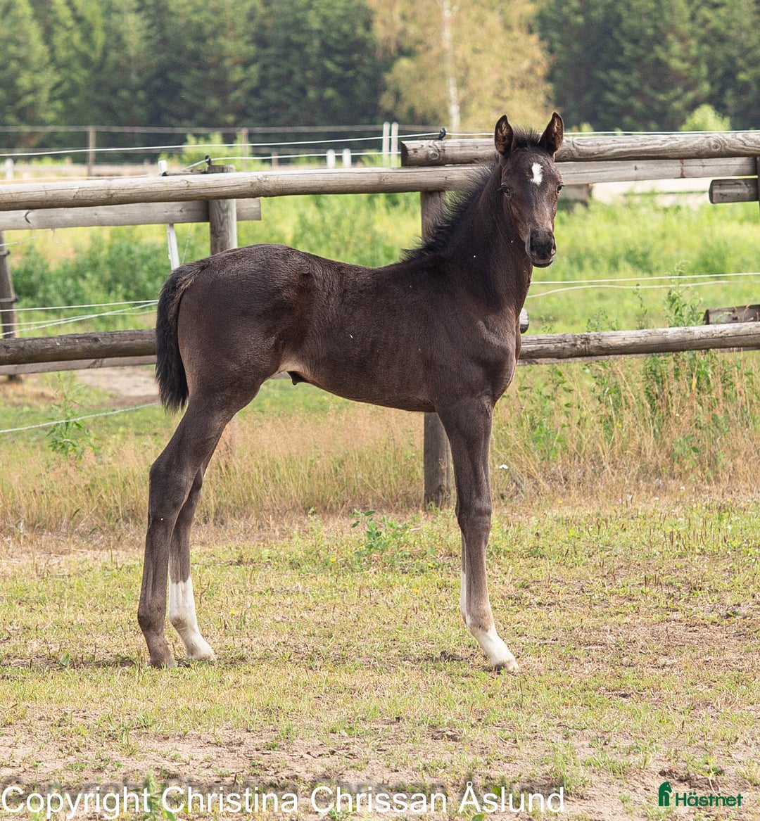 Dressyr hästar till salu: 2 hingstföl och ett stoföl dressyr i Norrtälje - Annons 17