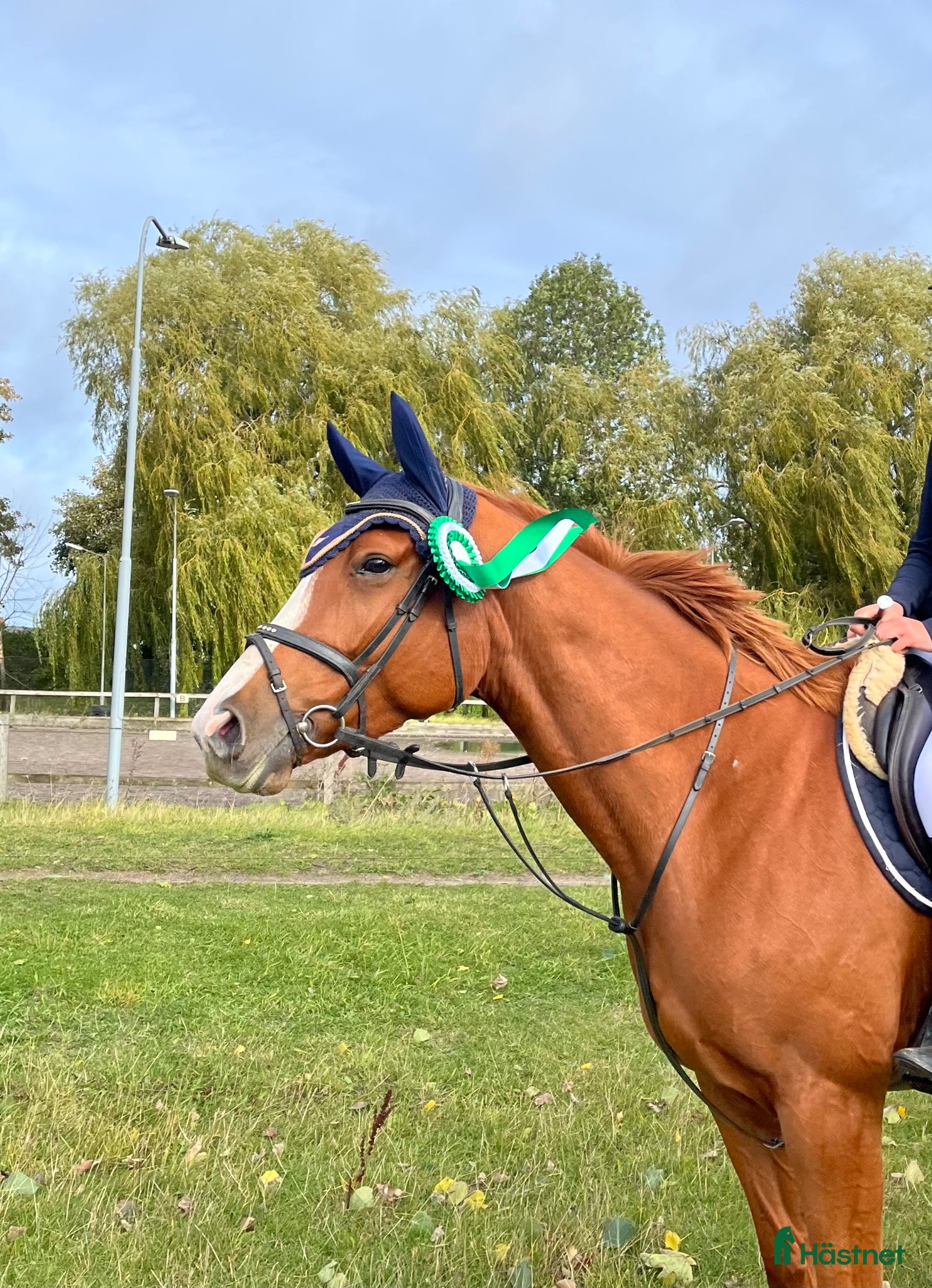 Allround hästar till salu: Mycket trevligt sto  - Annons 1