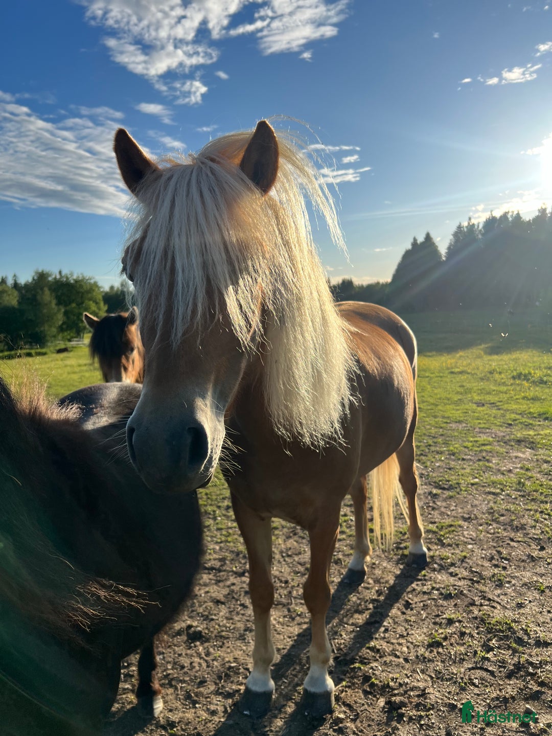 Allround hästar till salu: Sagosto tillsalu i Trångsviken - Annons 3
