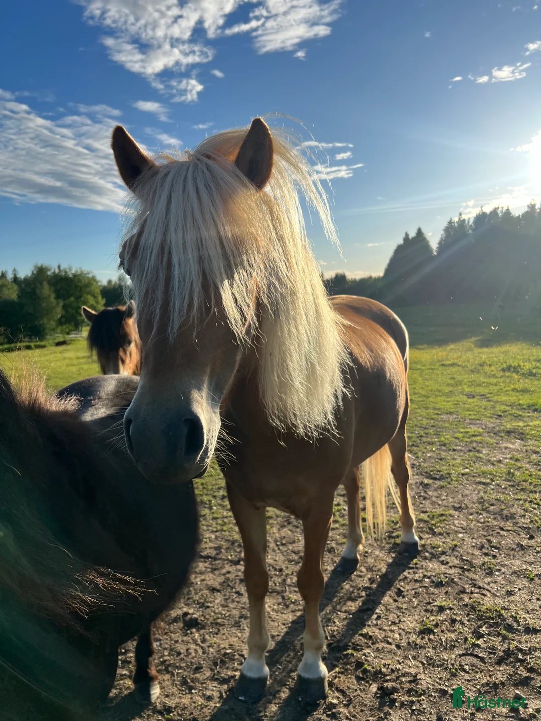 Allround hästar till salu: Sagosto tillsalu - Annons 3