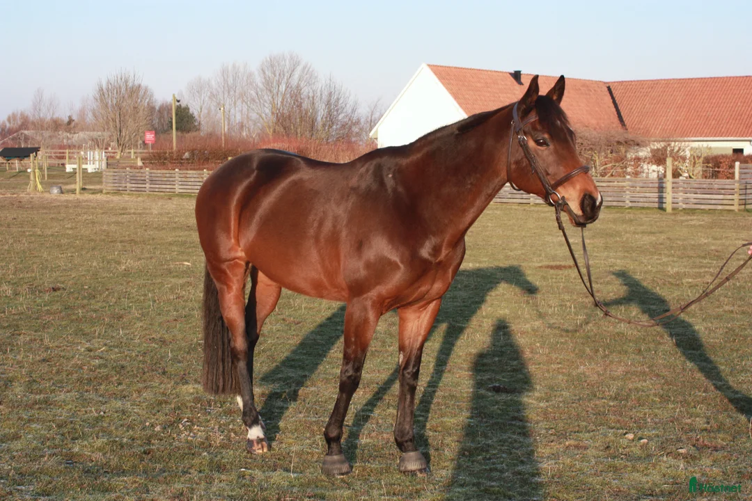 Allround hästar till salu: Vackert allroundsto med positiv inställning! i Höllviken - Annons 2