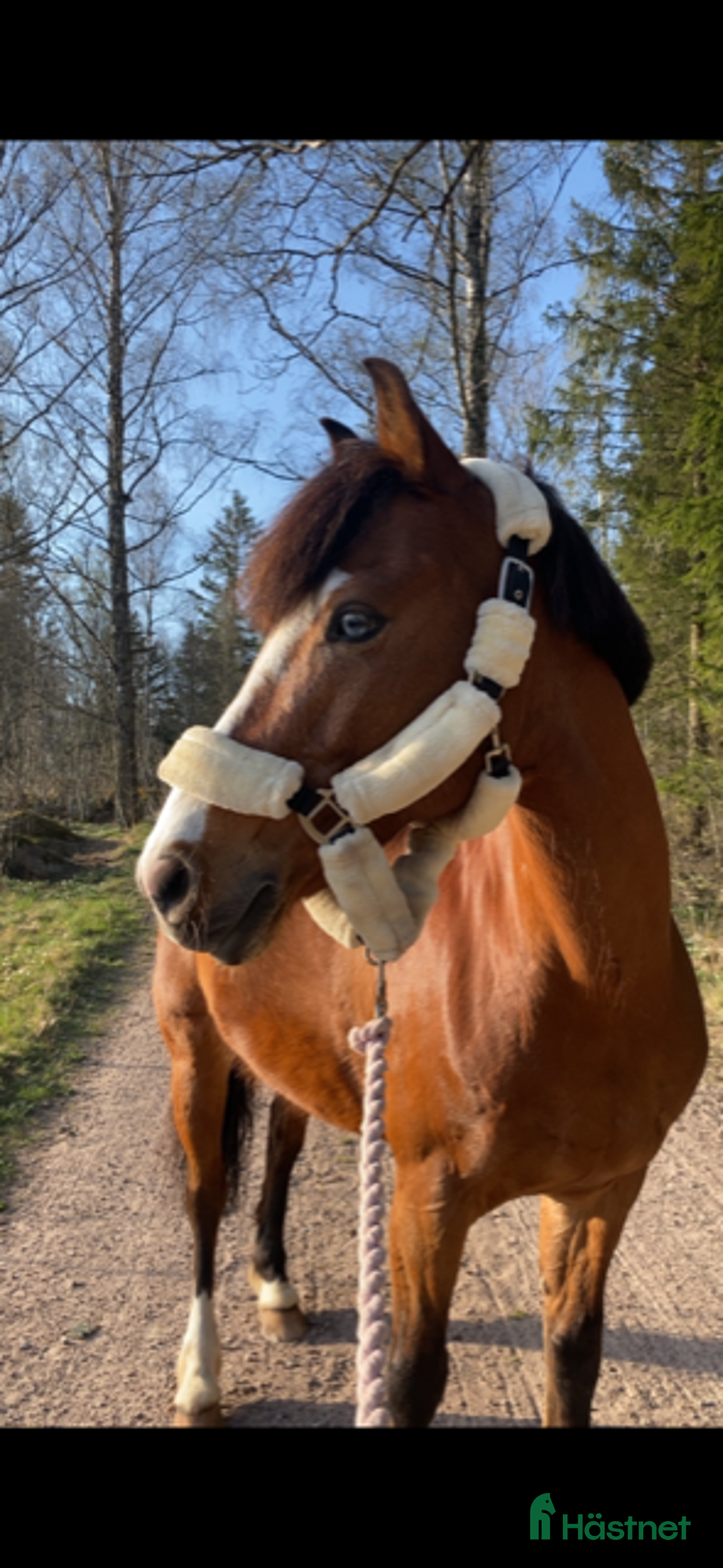 Allround hästar till salu: Läromästare och bästa vän i Tranås - Annons 2