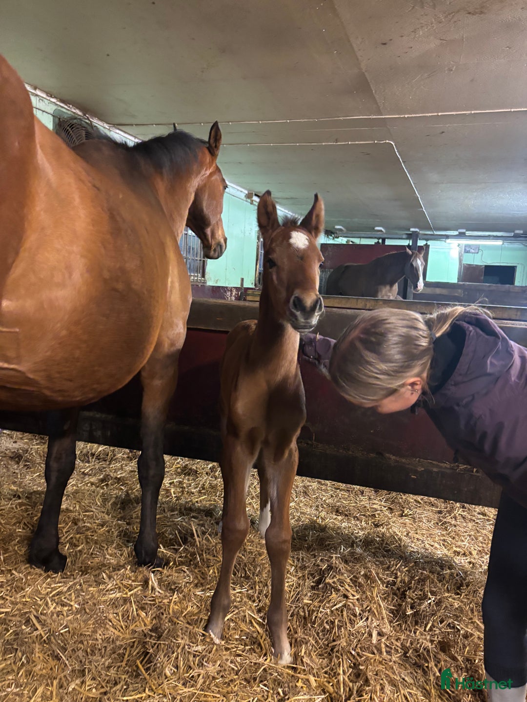 Hoppning hästar till salu: Framtida topp sto e. Pegase van’t Ruytershof! i Ullared - Annons 3