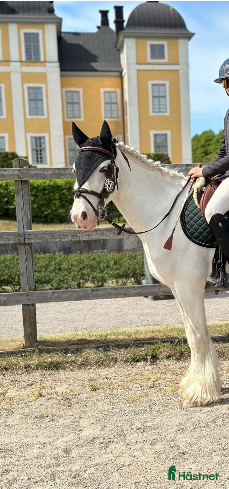  hästar B ponny med kapacitet  - Annons 2