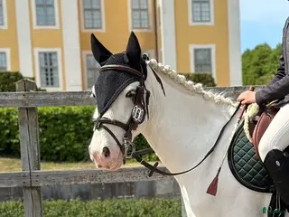 hästar B ponny med kapacitet - Annons 2