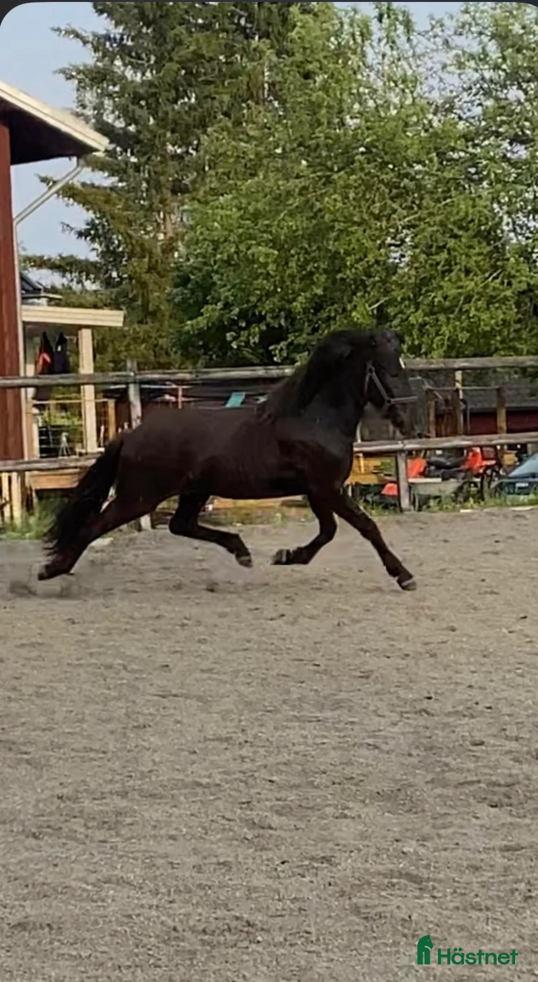 Island hästar till salu: Vackert mkt lovande sto -22 i Fagersta - Annons 3