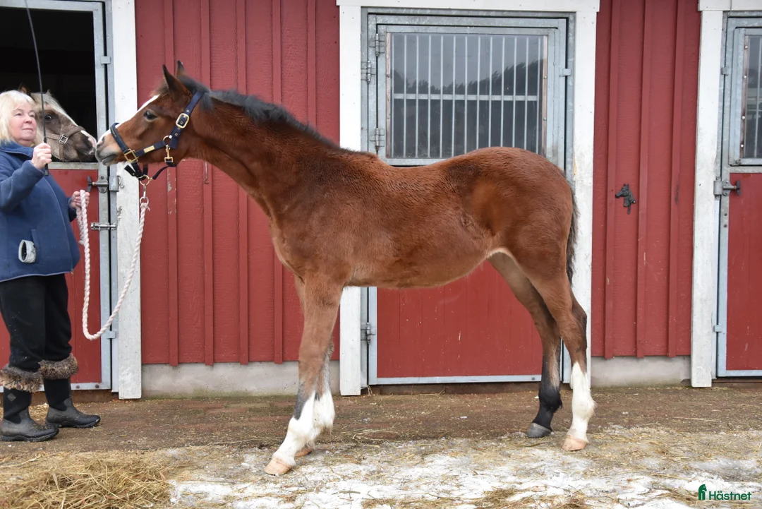 Dressyr hästar till salu: Vackert ungsto för dressyr i Partille - Annons 7