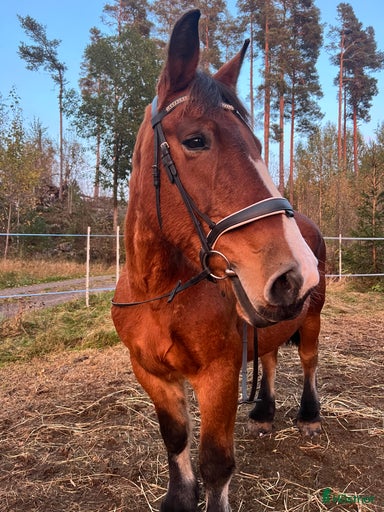 Galleribild {{count}}