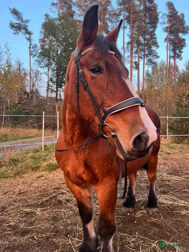 Galleribild {{count}}