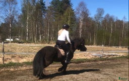 Allround hästar till salu: Islands valack  i Äppelbo - Annons 7