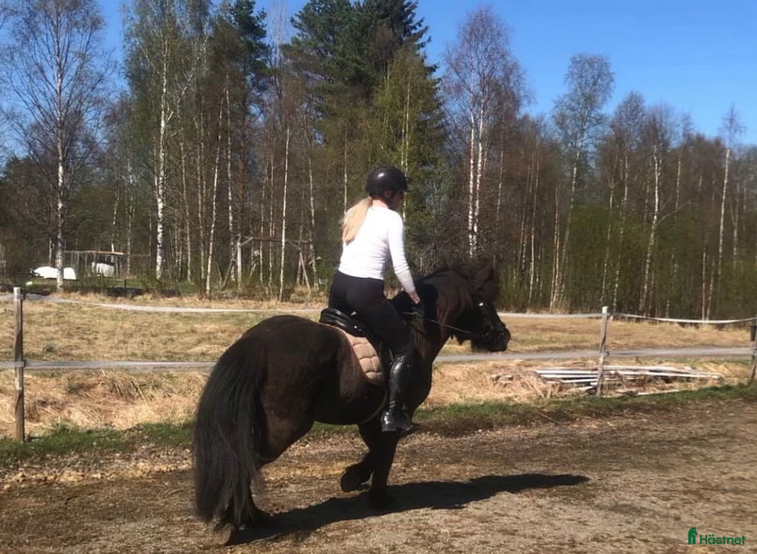 Allround hästar till salu: Islands valack  i Äppelbo - Annons 7