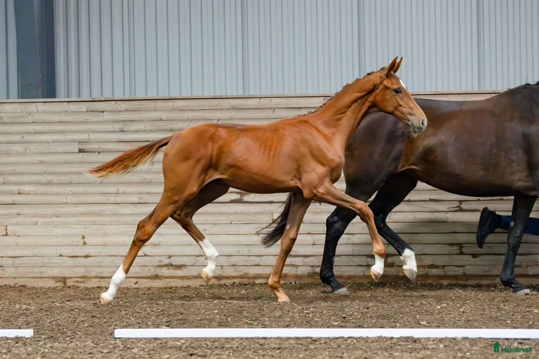 Dressyr hästar till salu: Betrix W  1-årig hingst med elitstam - Annons 2