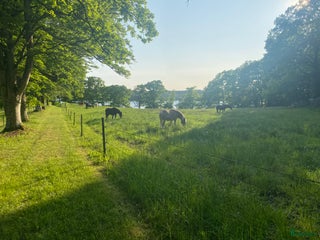 hästar Trygg valack till Kärleksfullt hem i Alingsås - Annons 1