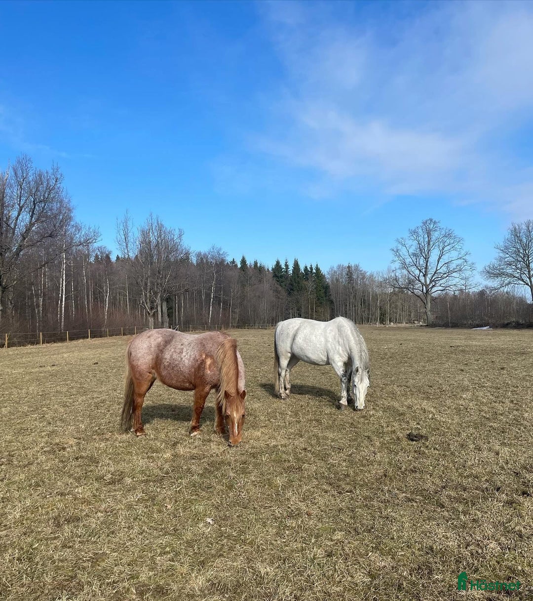Allround hästar till salu: Söker ett föralltid hem i Hjo - Annons 3