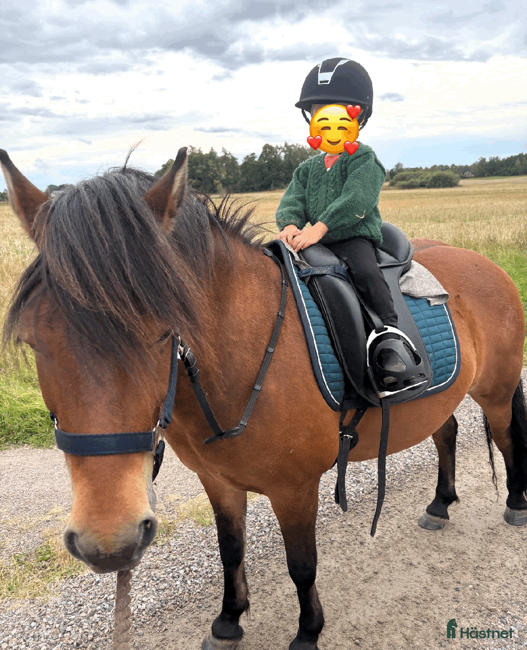 Allround hästar till salu: Allround stark korsning som gillar att hoppa i Söderköping - Annons 7