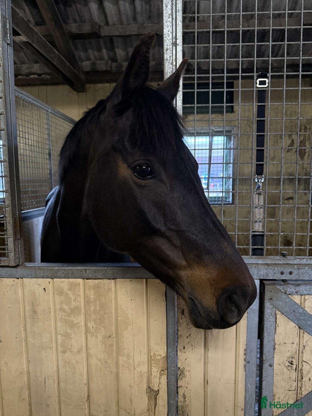 Hoppning hästar till salu: Charmigt hoppsto i Ängelholm - Annons 2