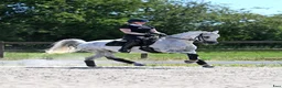 Dressyr hästar till salu: FEI dressagepony - Annons 3