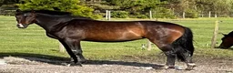 Allround hästar till salu: Unghästar 1-3 år - Annons 5