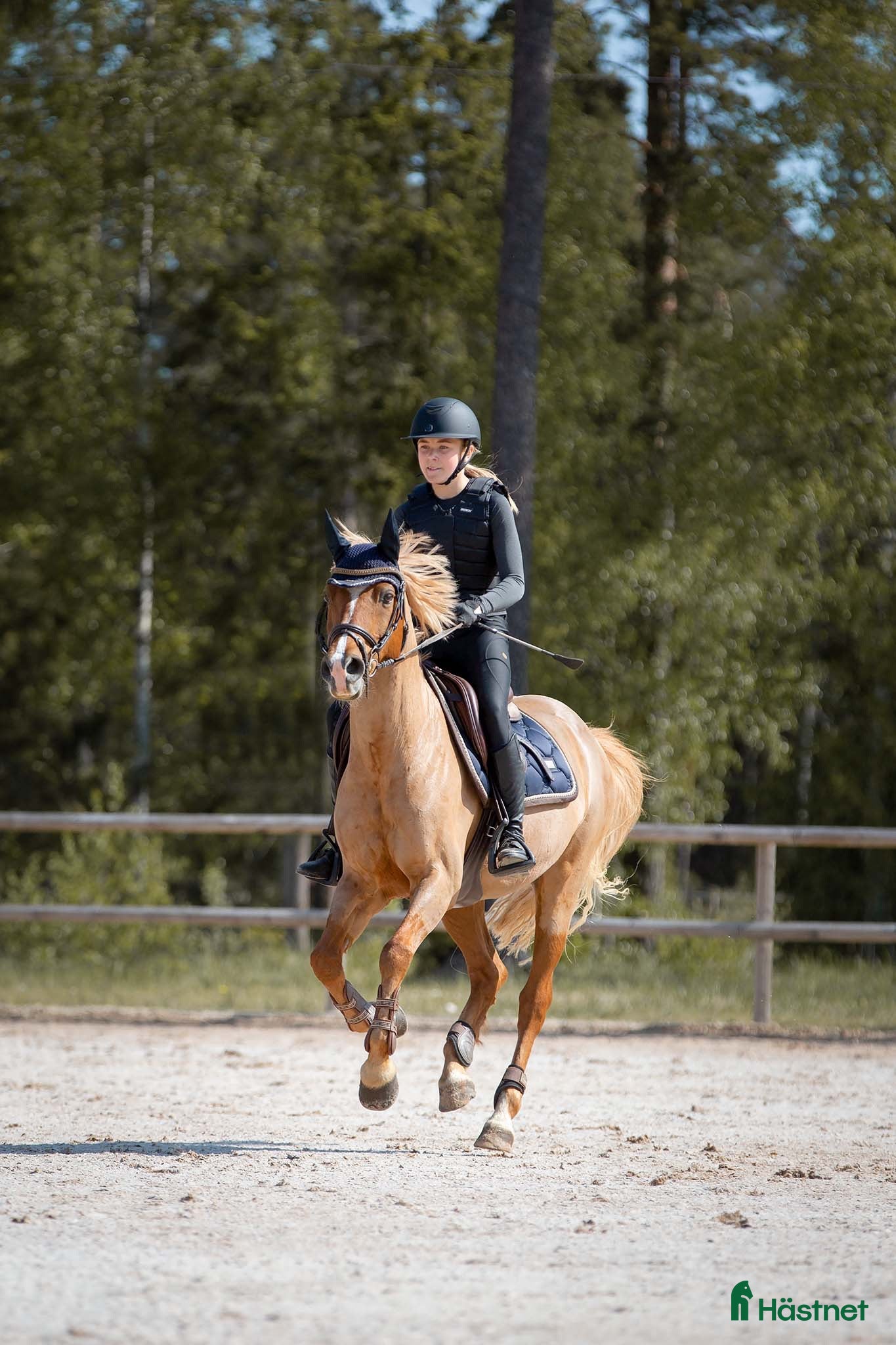 Schabrak & Vojlockar hästutrustning Equestrian Stockholm sett - Annons 21