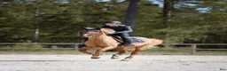 Schabrak & Vojlockar hästutrustning till salu: Equestrian Stockholm sett - Annons 1