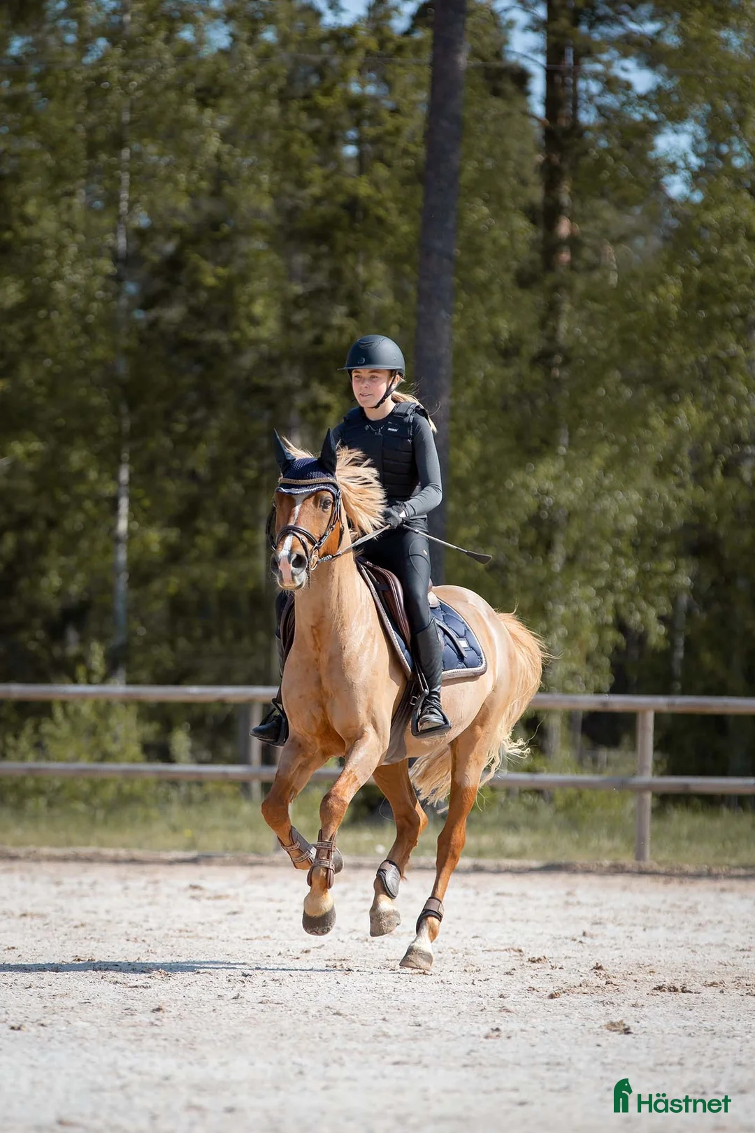Schabrak & Vojlockar hästutrustning till salu: Equestrian Stockholm sett - Annons 1