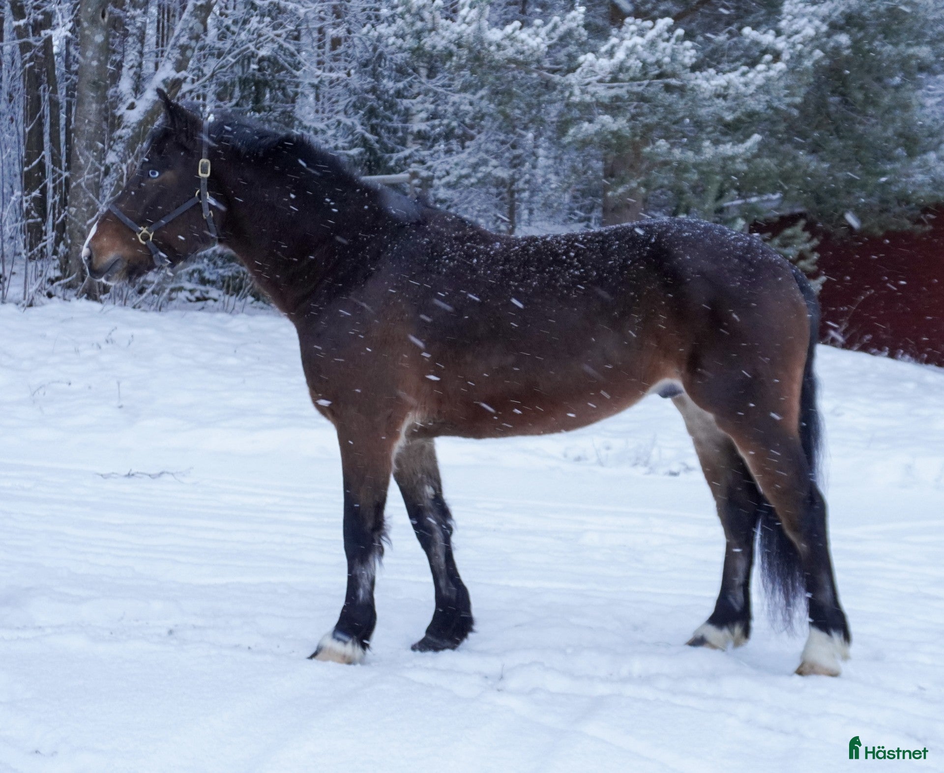 hästar Lejkar till salu i Skellefteå - Annons 3