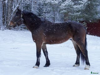 hästar Lejkar till salu i Skellefteå - Annons 3
