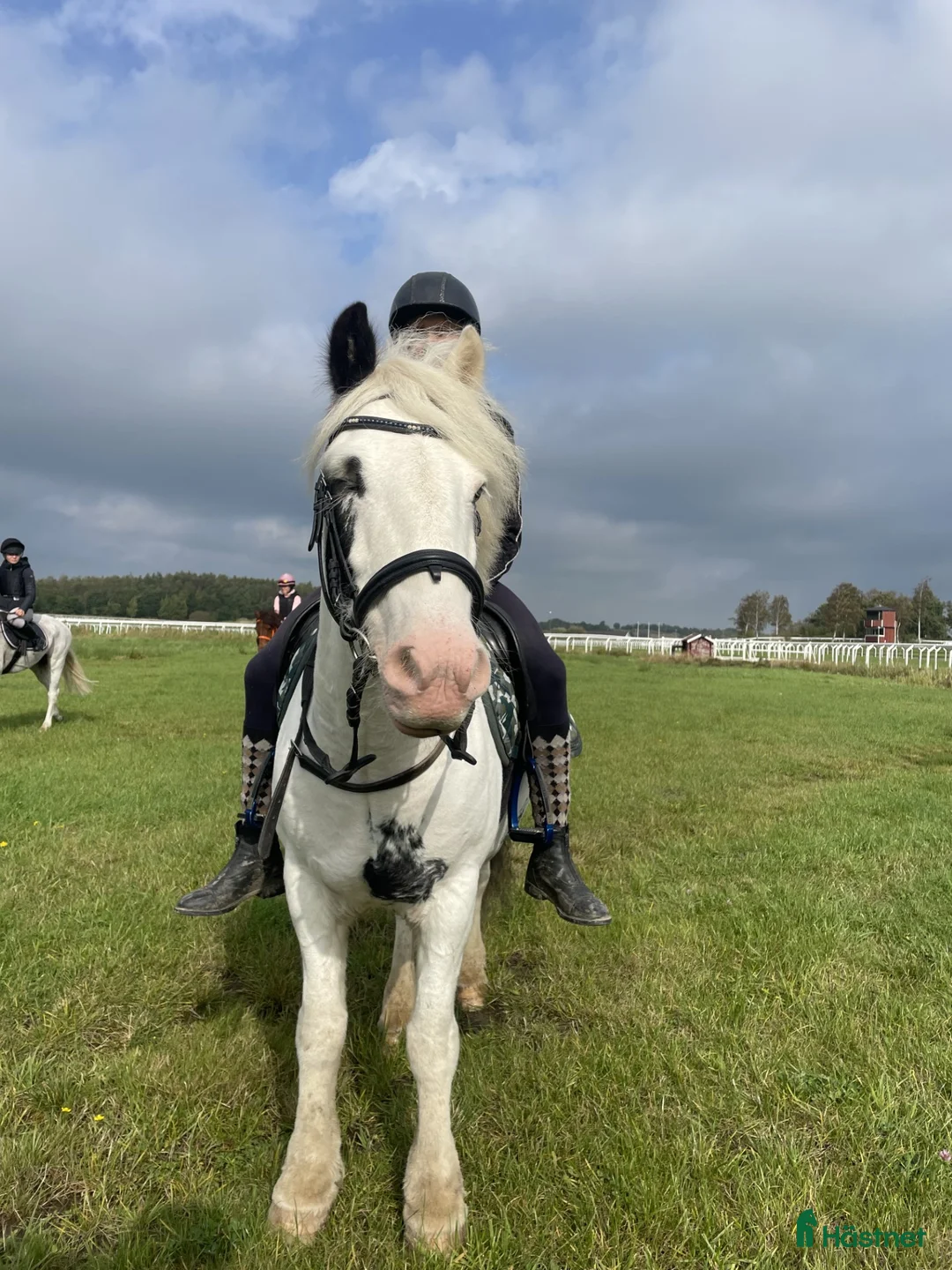 Allround hästar till salu: Härlig maxad B-ponny  - Annons 2