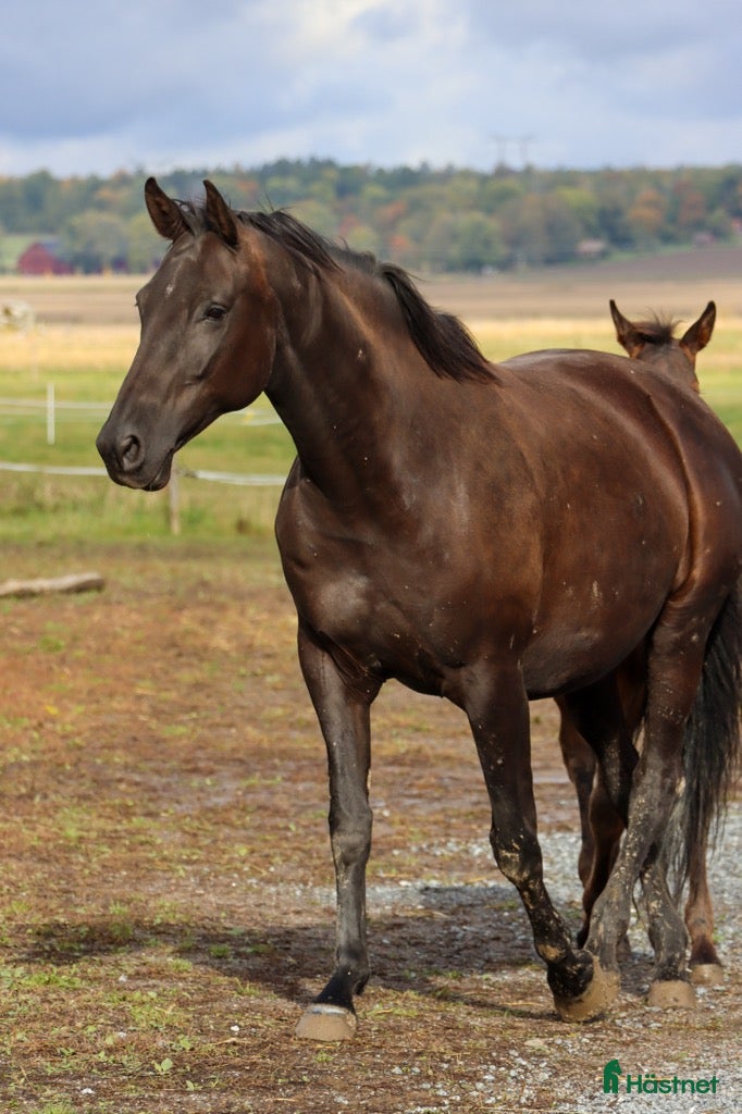  hästar Snyggt avelssto Dressyr - Annons 4