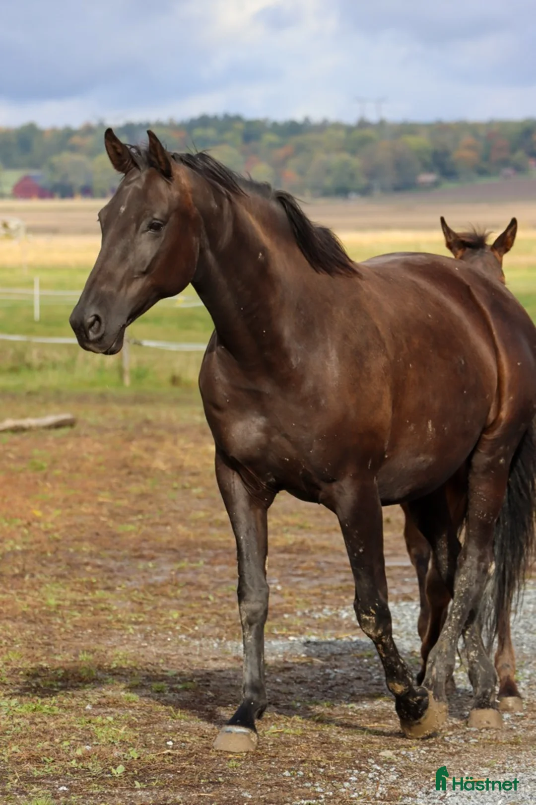 Avelshästar hästar till salu: Snyggt avelssto Dressyr - Annons 1