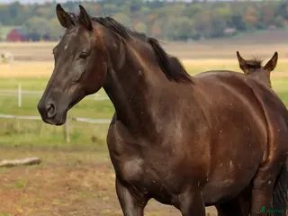hästar Snyggt avelssto Dressyr - Annons 4