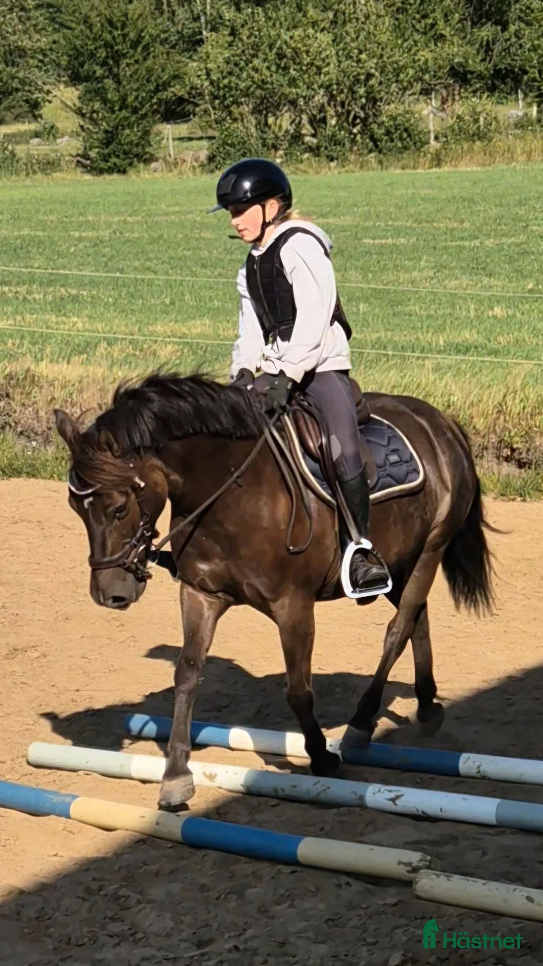 Allround hästar till salu: Fint russto - Annons 2