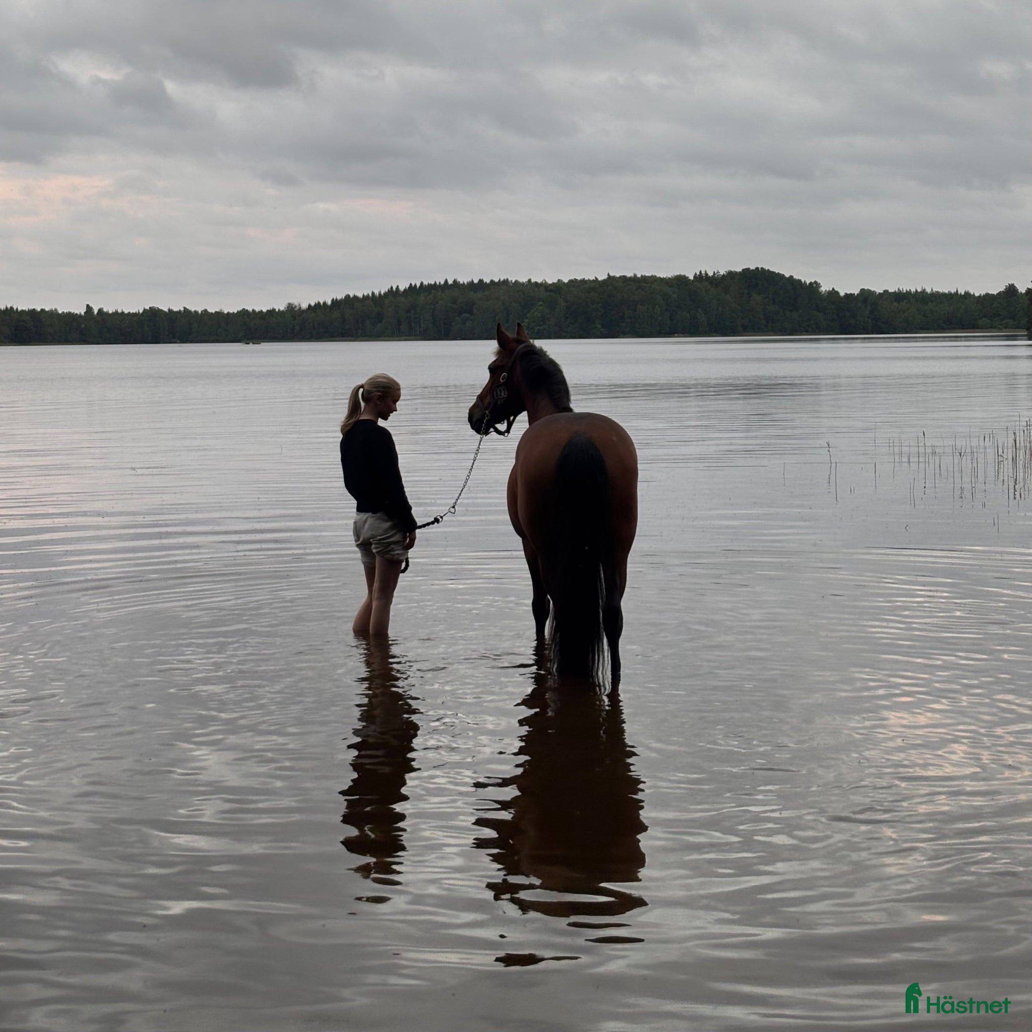  hästar Läromästare  - Annons 2