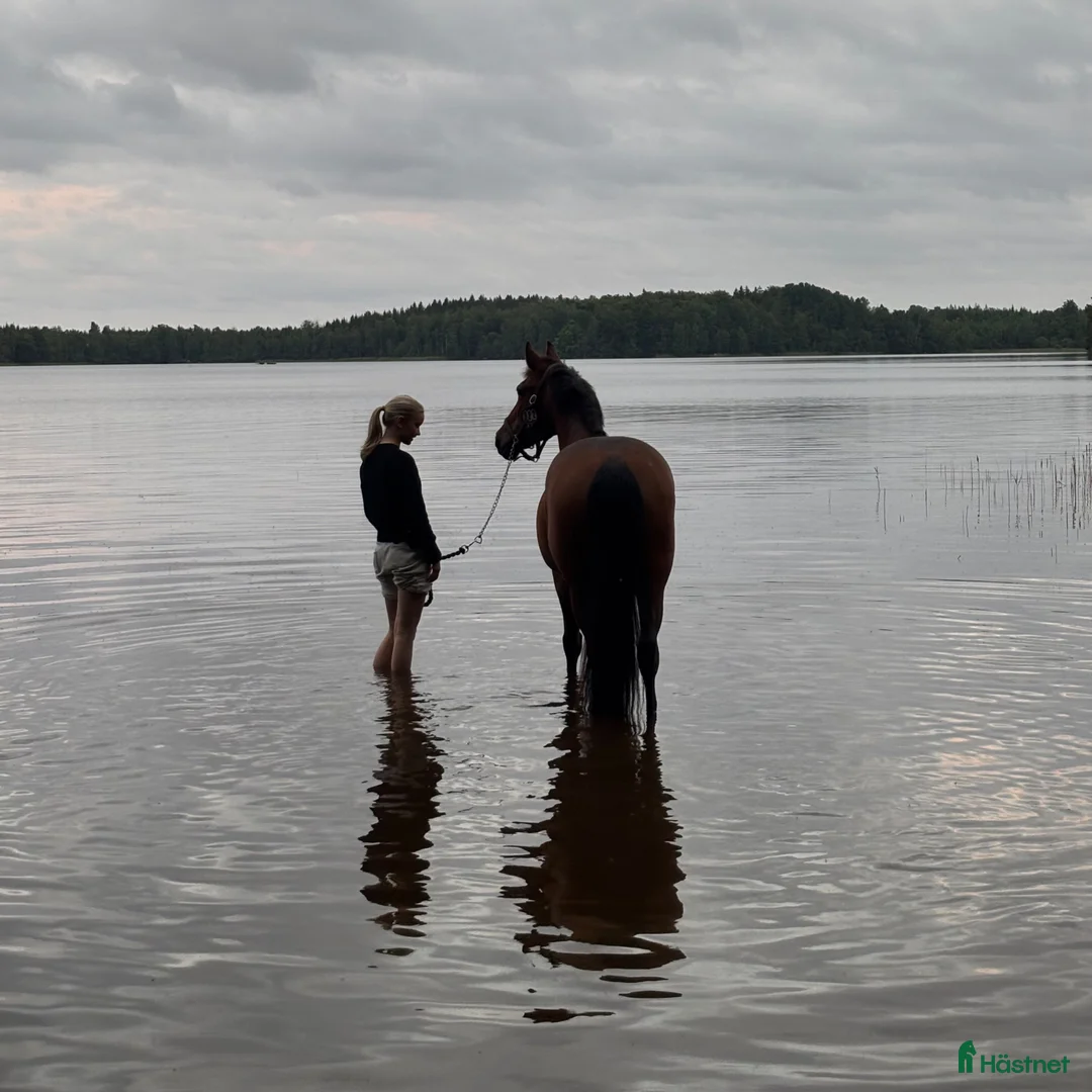 Hoppning hästar till salu: Läromästare  - Annons 2