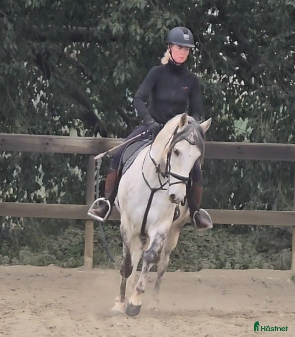  hästar Trevliga hästar och ponnier i Spanien  - Annons 5