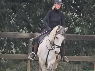 hästar Trevliga hästar och ponnier i Spanien - Annons 5