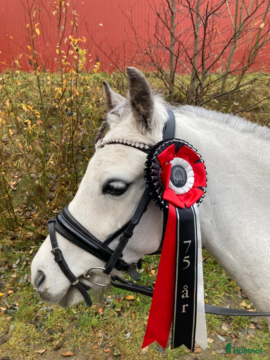 Allround hästar till salu: B- ponny säljes!  i Falköping - Annons 4