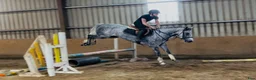 Allround hästar till salu: Gorgeous 158cm gelding  - Annons 13