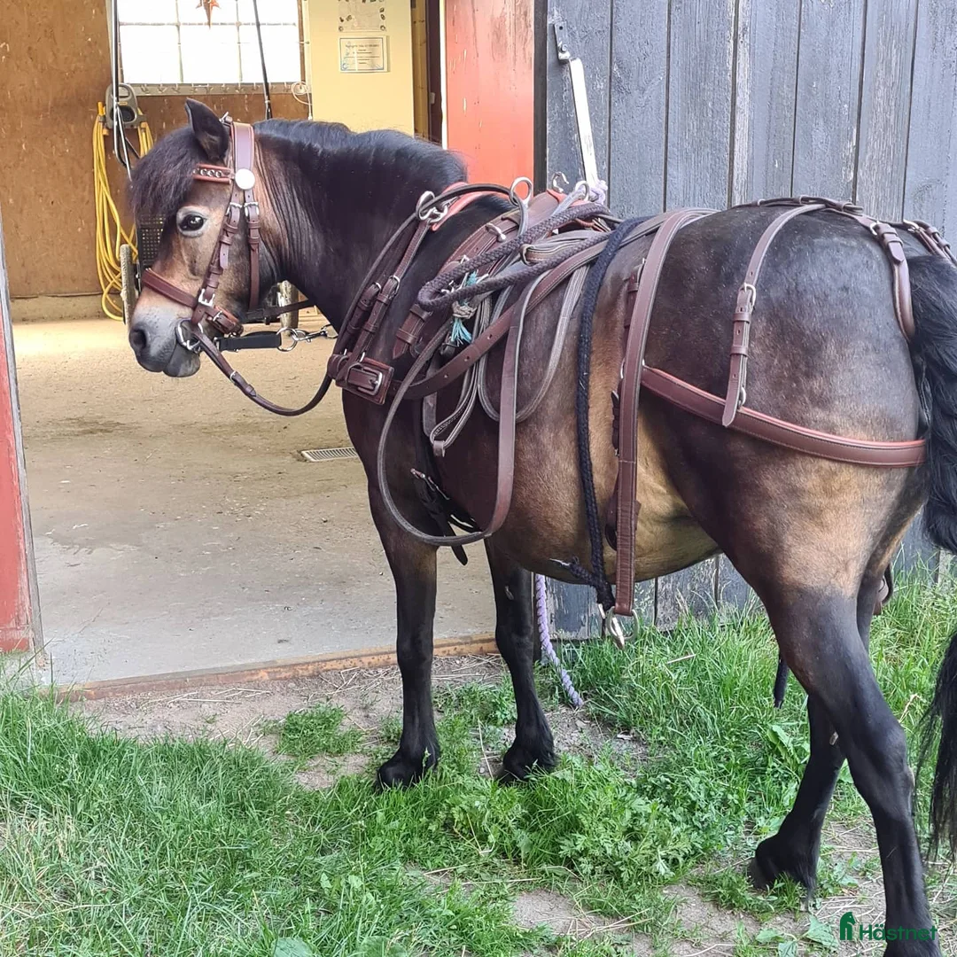Övrigt hästar till salu: Madicken i Grums - Annons 2