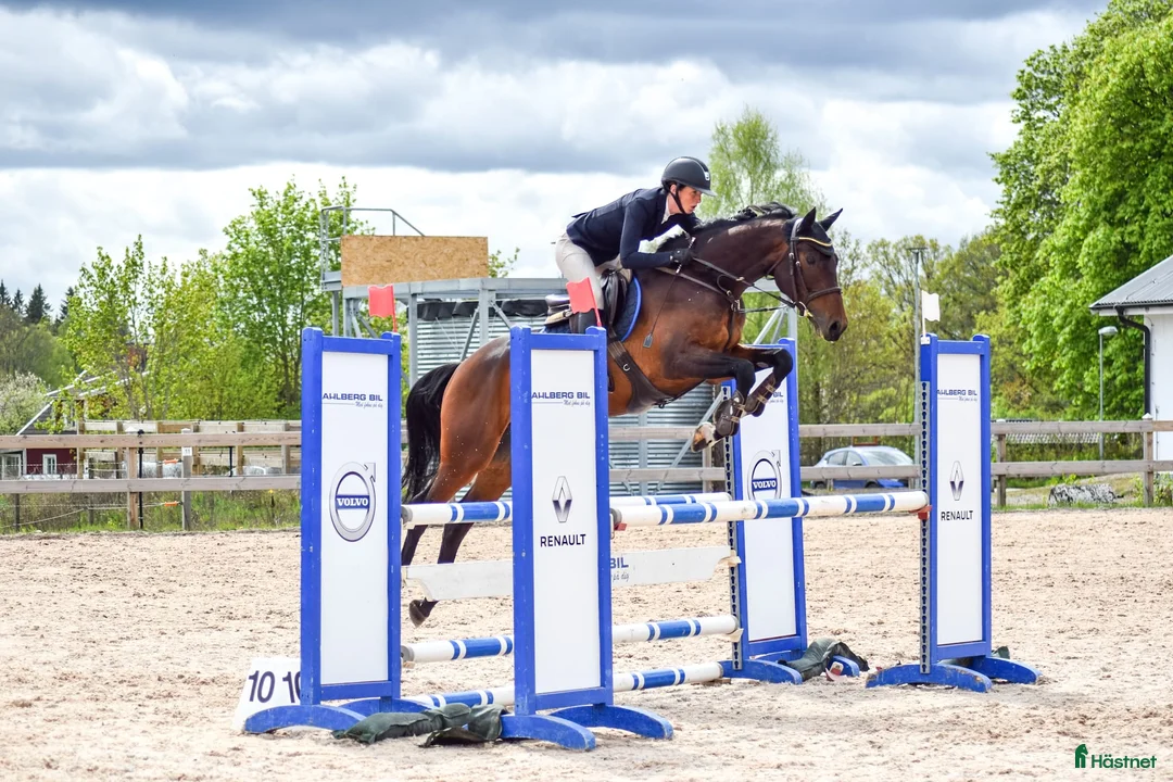Hoppning hästar till salu: Trevlig 6 åring  i Ljungby - Annons 2